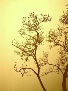 arbre