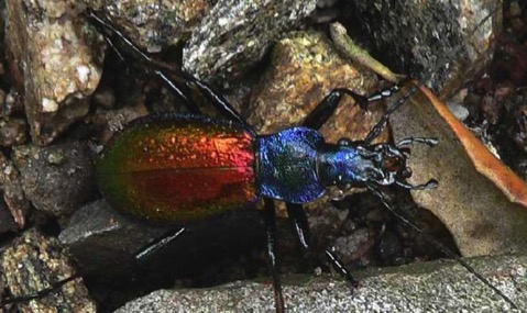 Carabus-hispanus-1