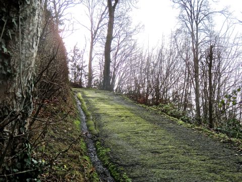 chemin-vert-chataignier