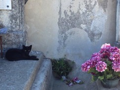 cimetiere-grillon-chat