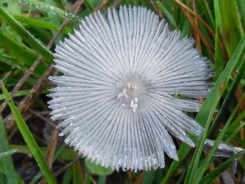 fleur-champignon-soleil-vuacoz