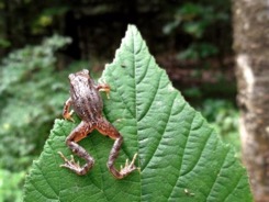 grenouille-feuille-noisetier