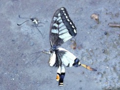 papillon-balade-venterol