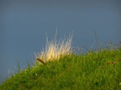 ropraz-herbe-seche-vert-ciel