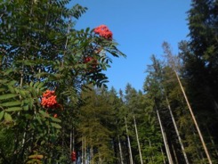 sorbier-ciel-sapin-blanc