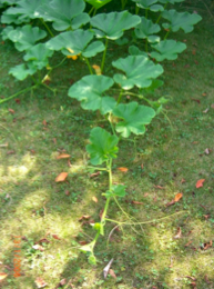 Capture d&rsquo;écran 2011-09-07 à 07.32.57